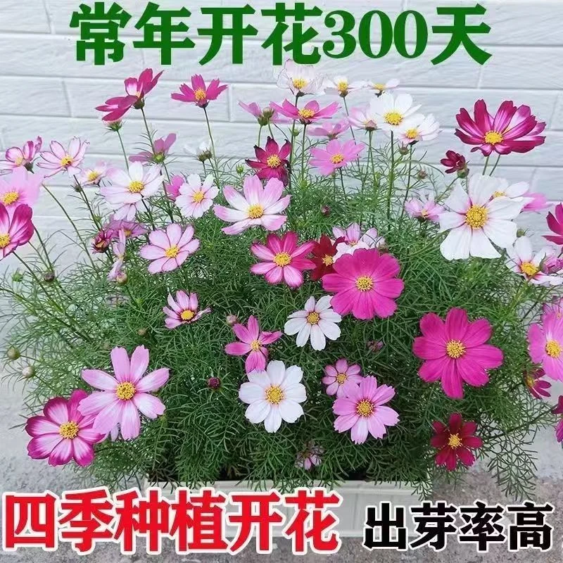 波斯菊花种子格桑花种子百日草阳台庭院室外四季开花易种活野花籽