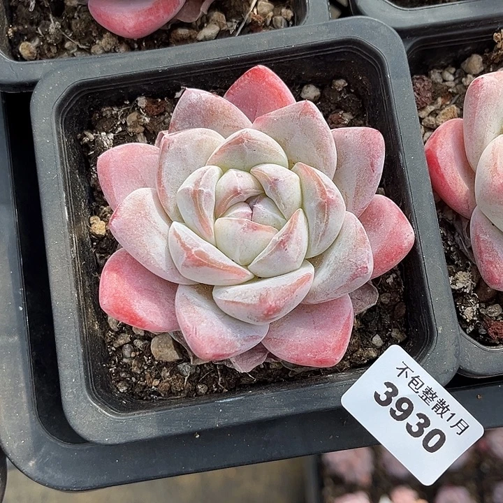 阿雅园艺。     3930