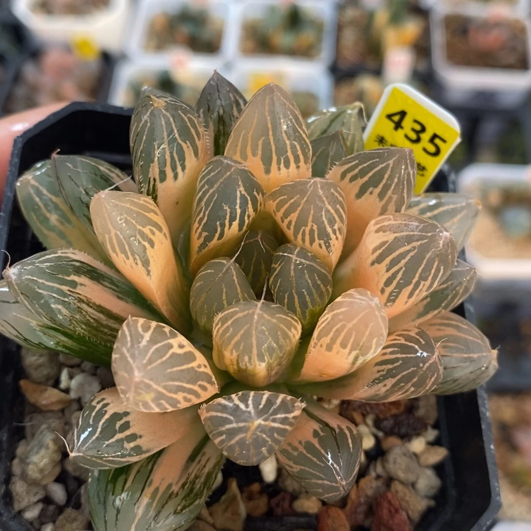 不开花植物435胭脂