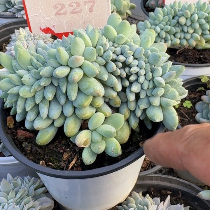 七彩奶糖缀化227多肉植物一物一拍