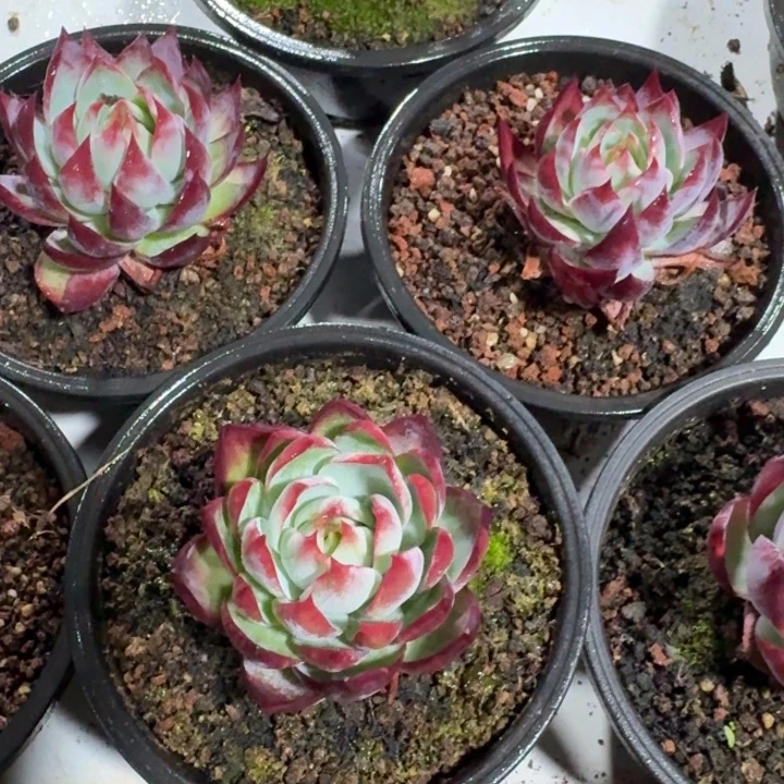 量拍惊鸿1个哈哈哈哈哈哈哈好