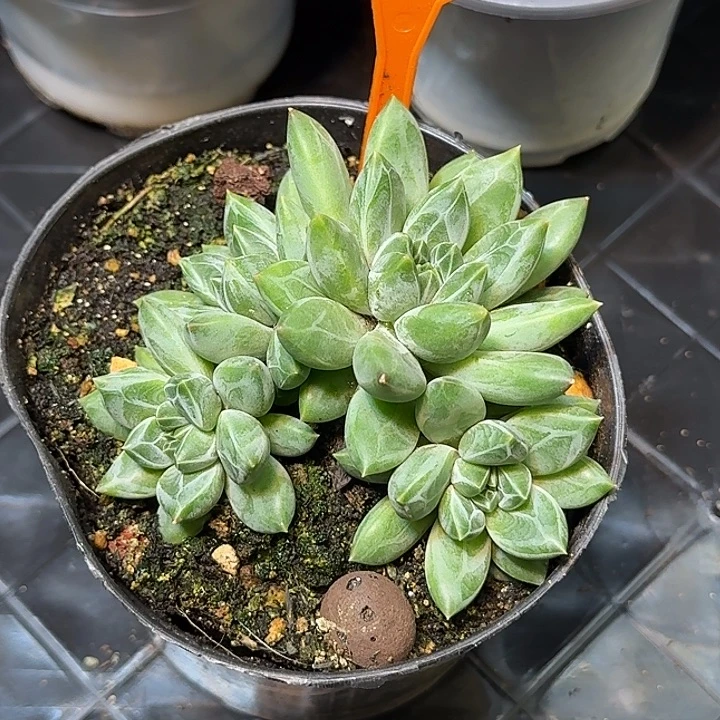 多肉植物水晶萝莉个体462