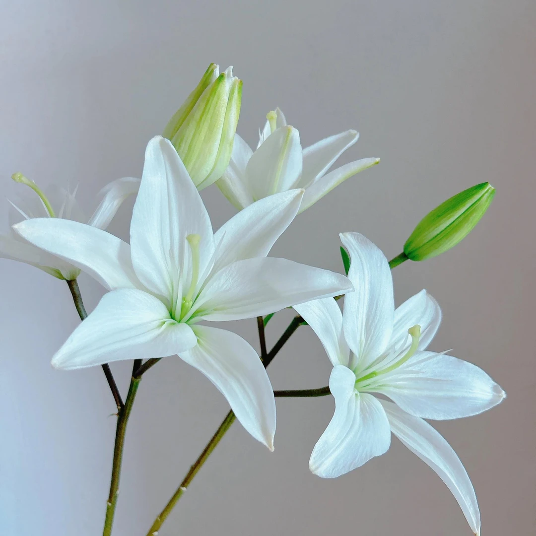 月影亚百合 超稀有亚百合无香（两单空运）