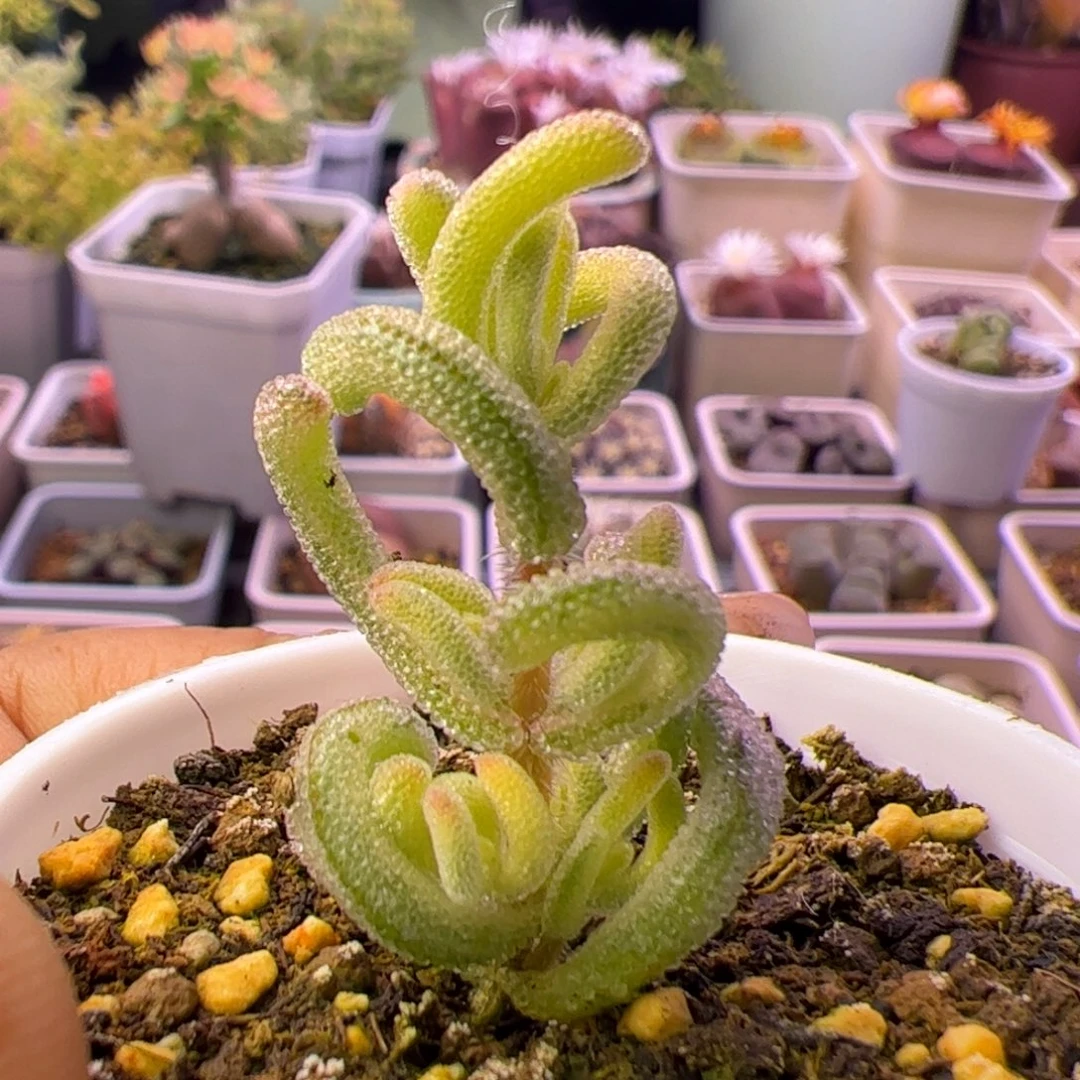 多肉植物枝干超白