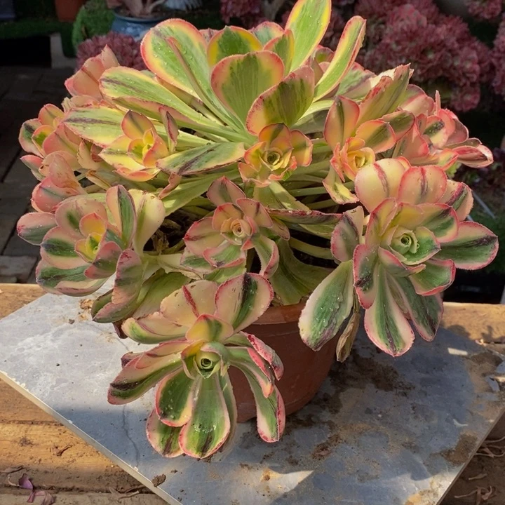 青花瓷多肉多肉1颗