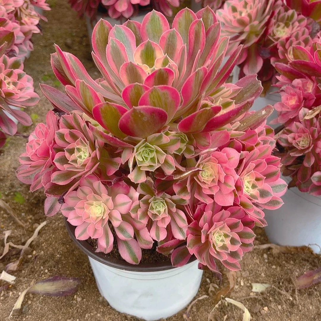女巫多肉植物手捧