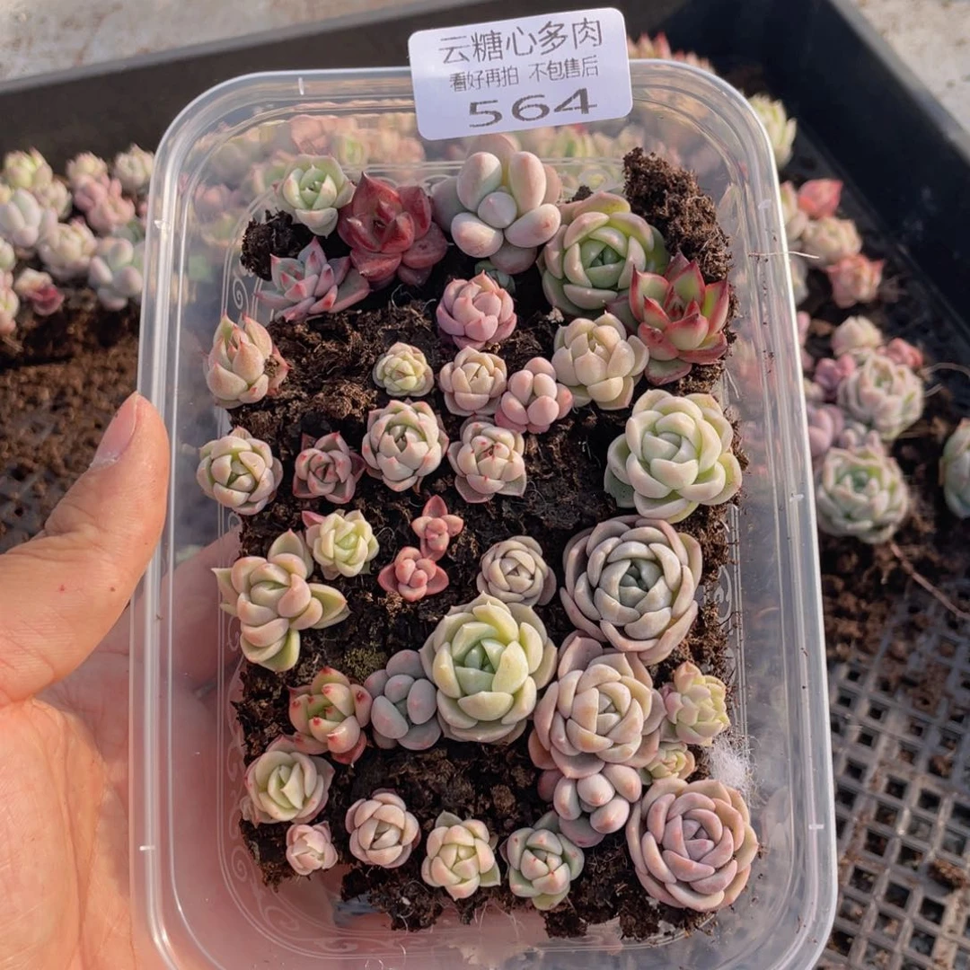 云糖心多肉植物564