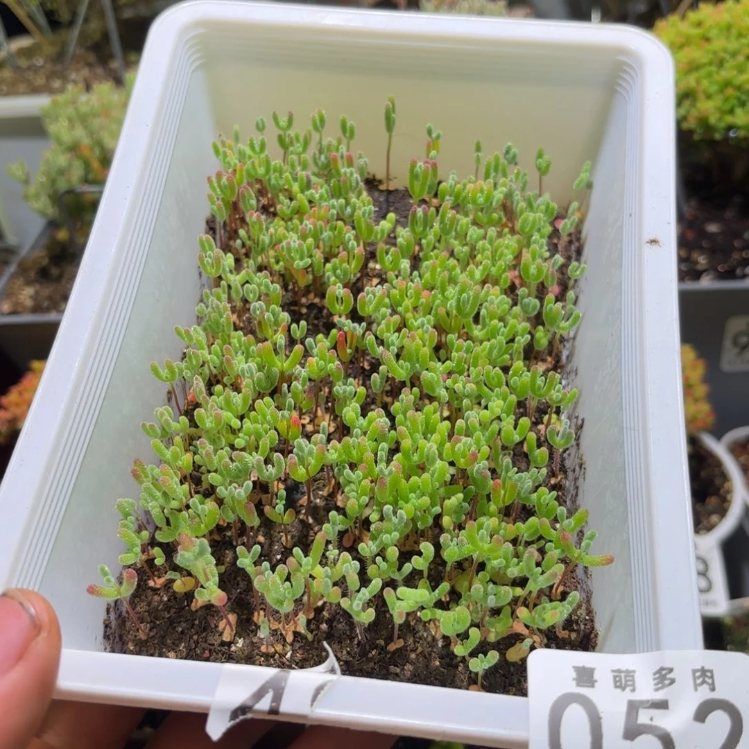 枝干番杏实生切糕052