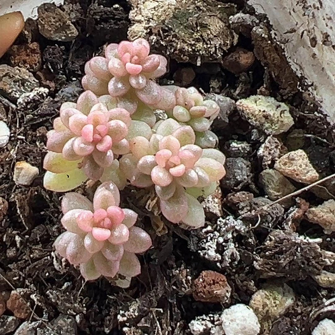 浆果锦 小方花圃一物一拍
