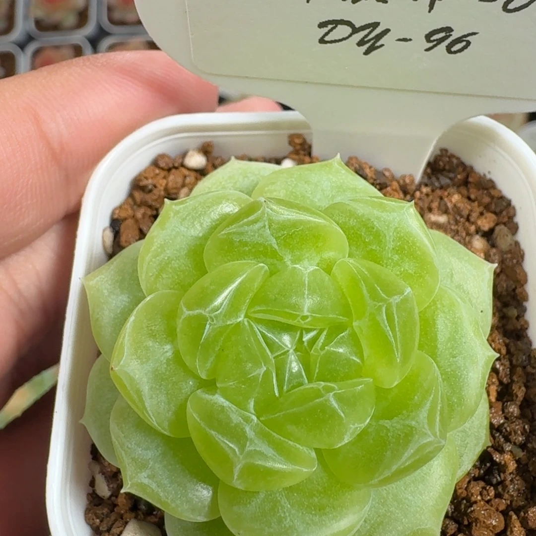 0917-96-玉露珍妮