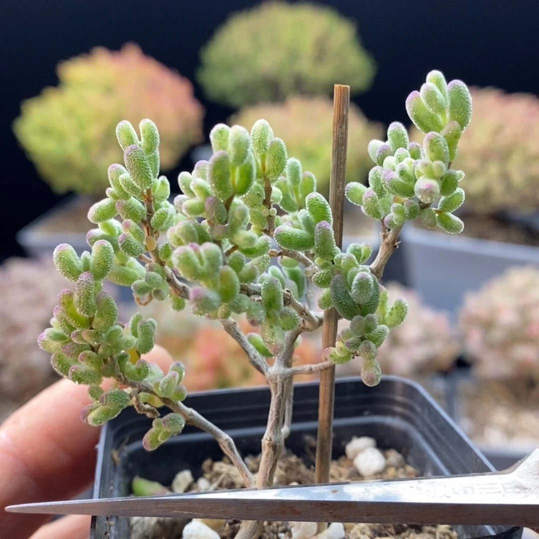 672白虎斑锦，5.5盆