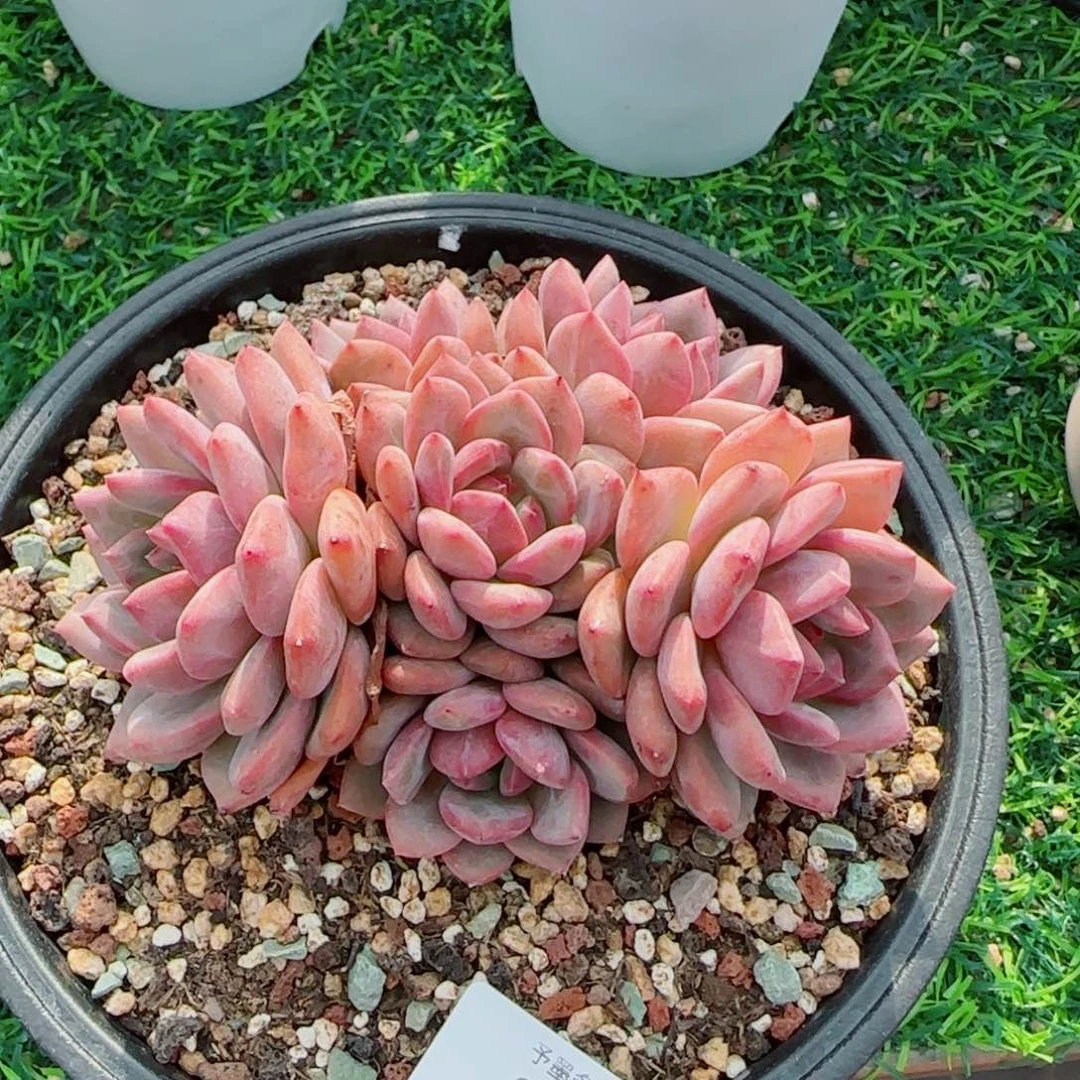 爱丽儿，8217多肉植物