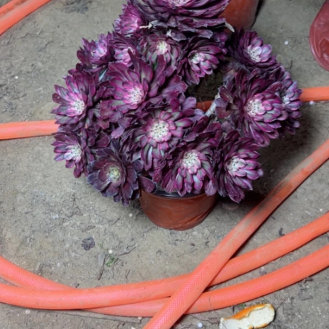 【闪购商品】我****你多肉植物不周正44