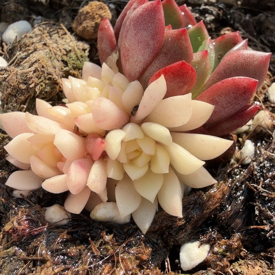 红宝石阴阳锦，多肉植物