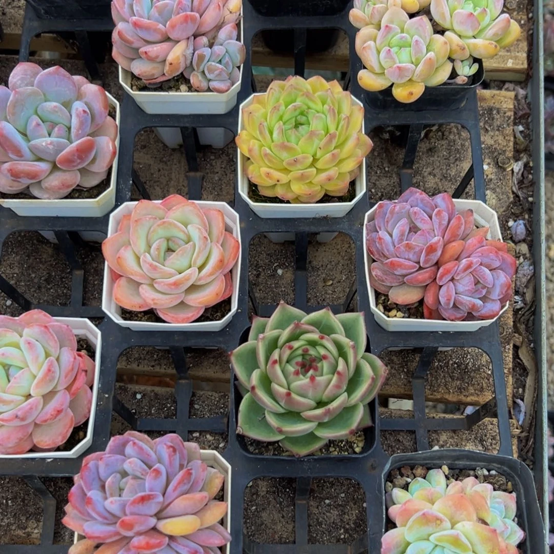 654多肉植物和植物w