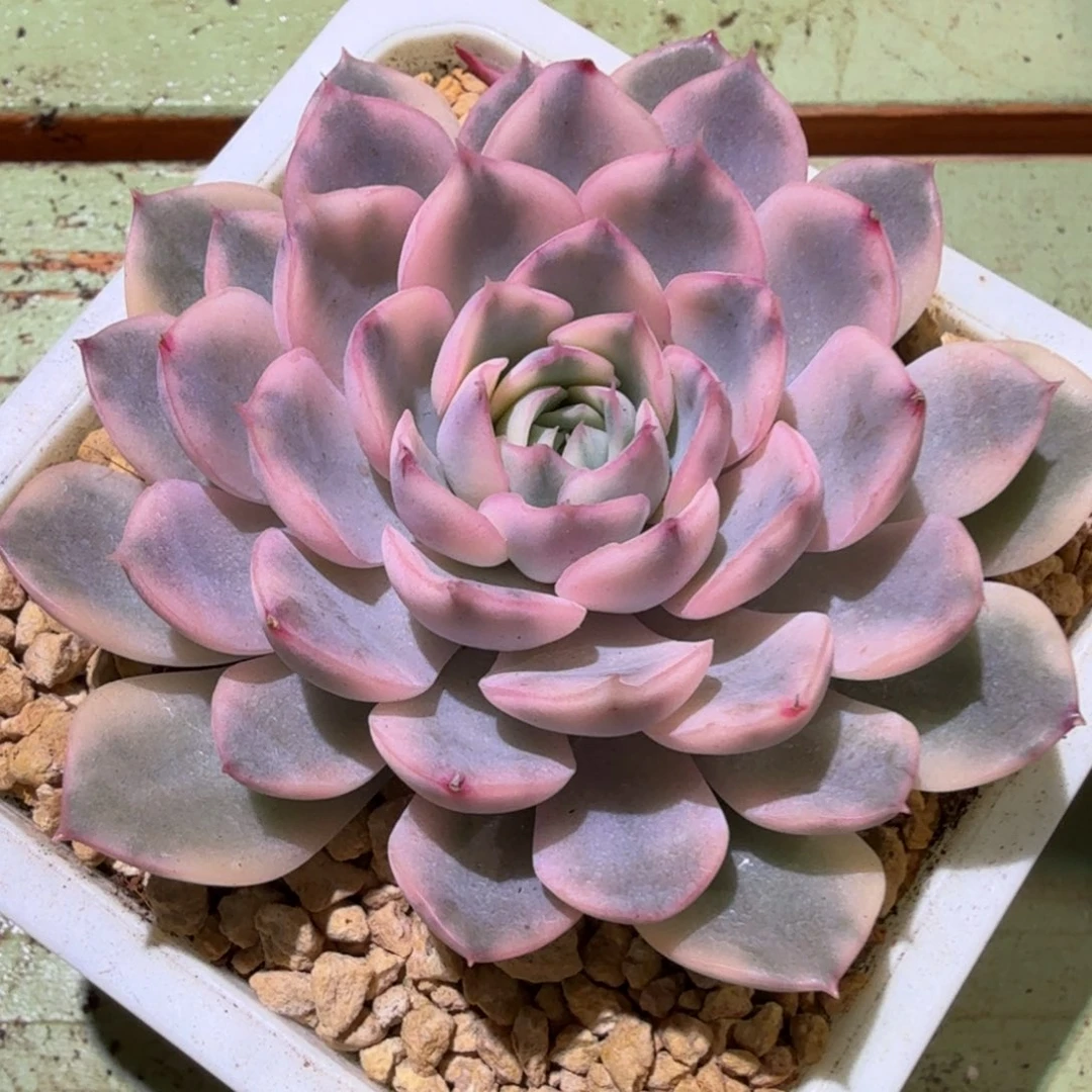 厚冰锦，锦上园艺一物一拍