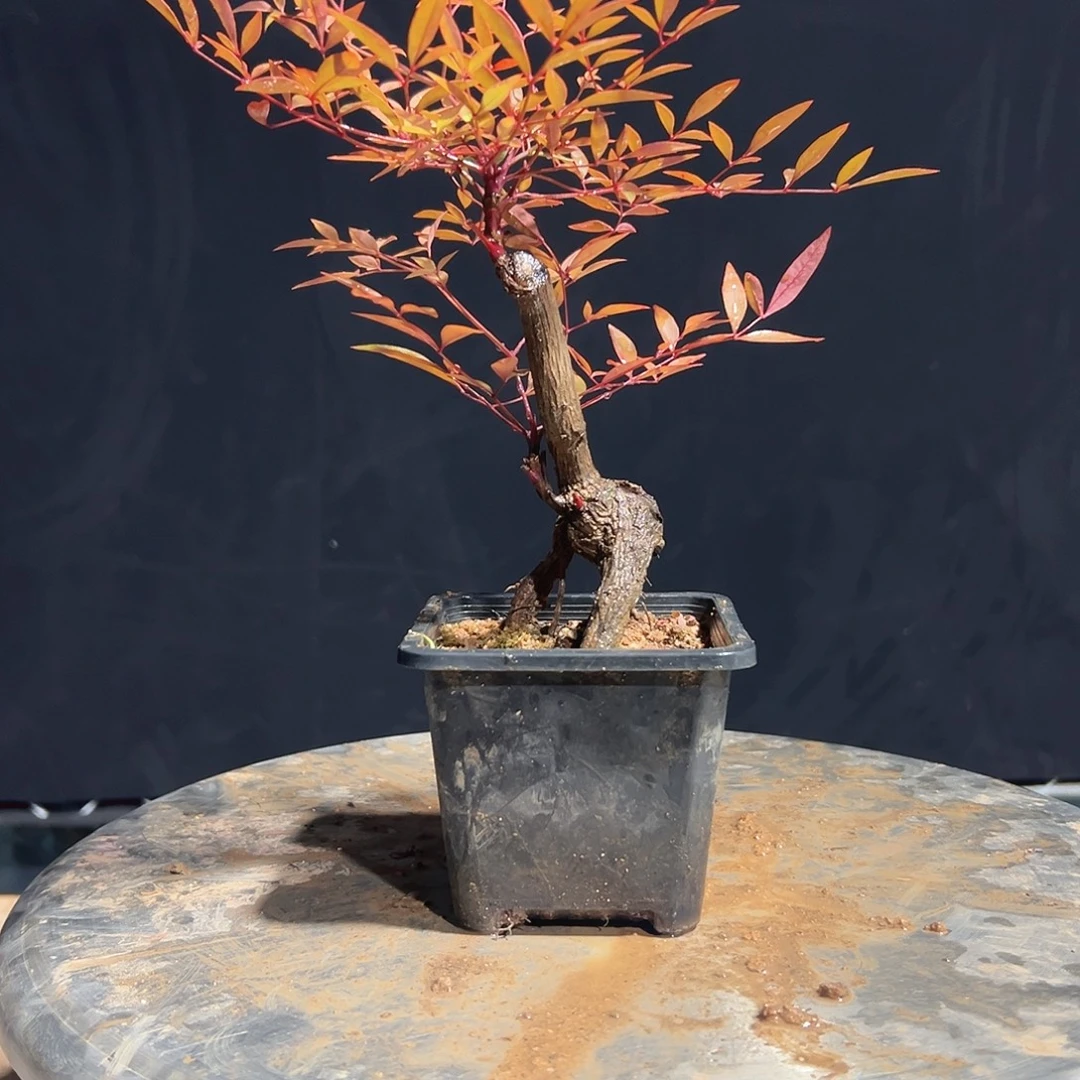 不开花植物A888888