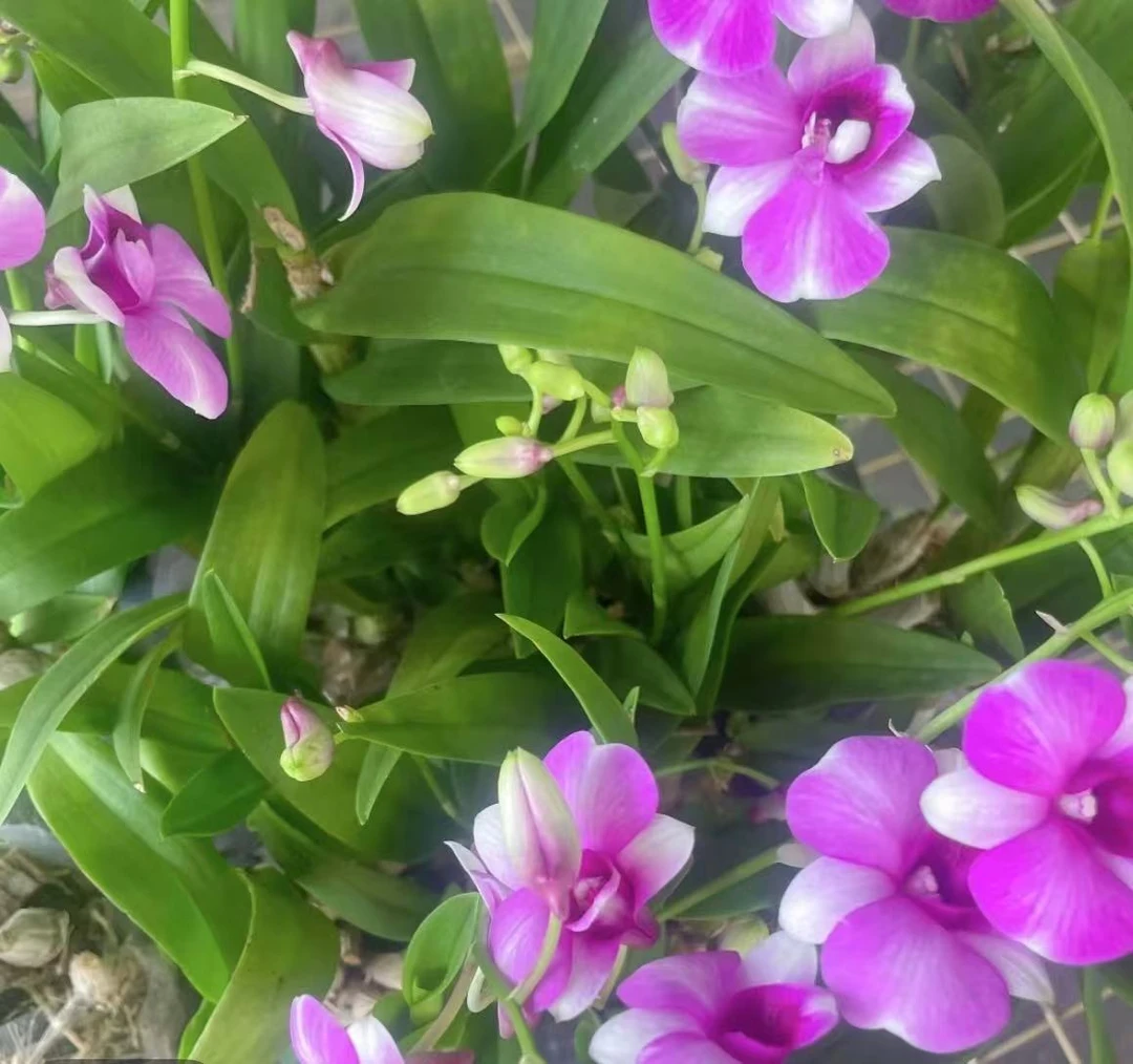 珊瑚石斛兰花苗盆栽带花剑室内花卉绿植四季开花好养