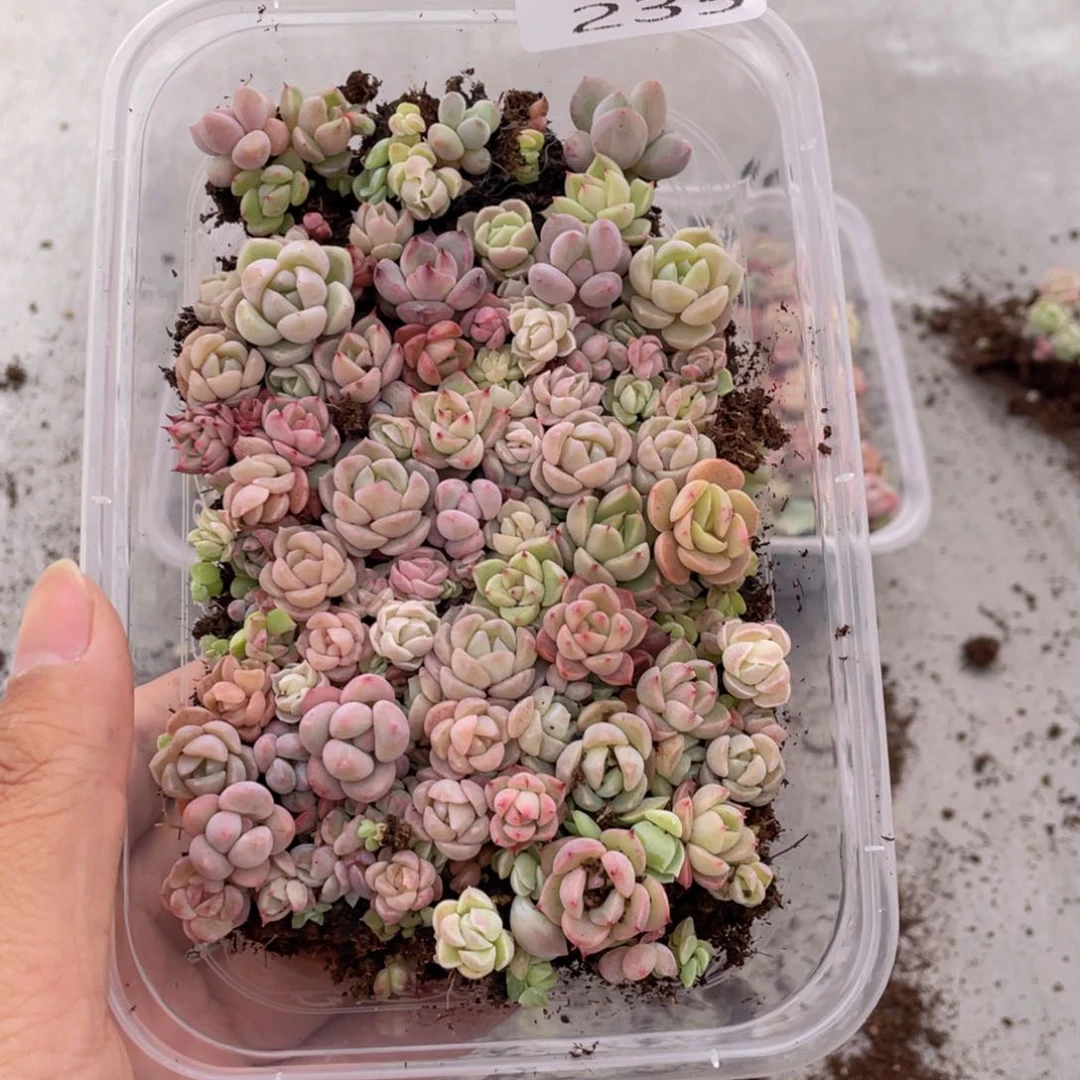 云糖心多肉植物235