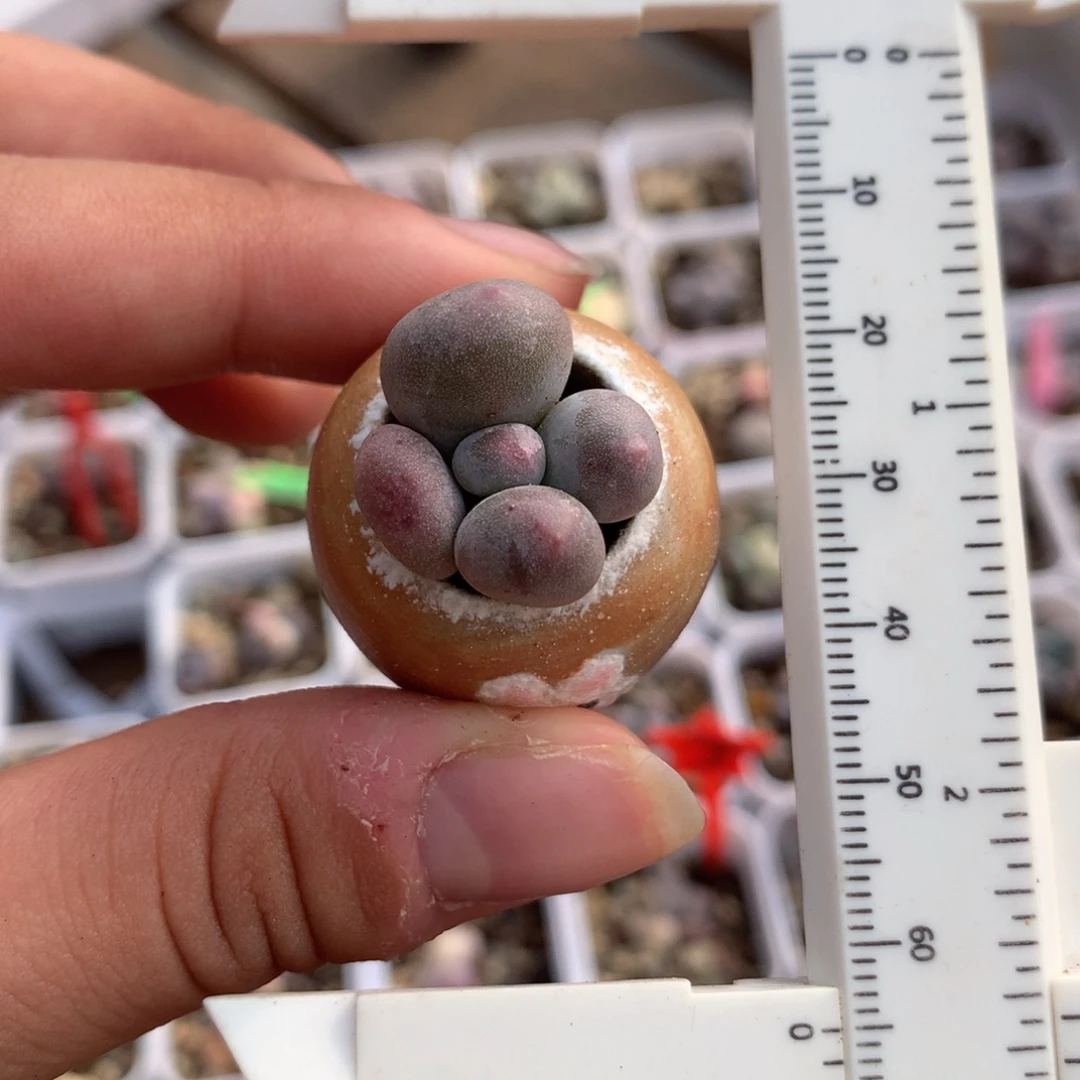 米可奶酪米可多肉