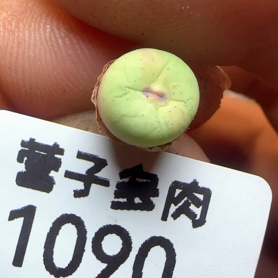 紫皮红嘴。