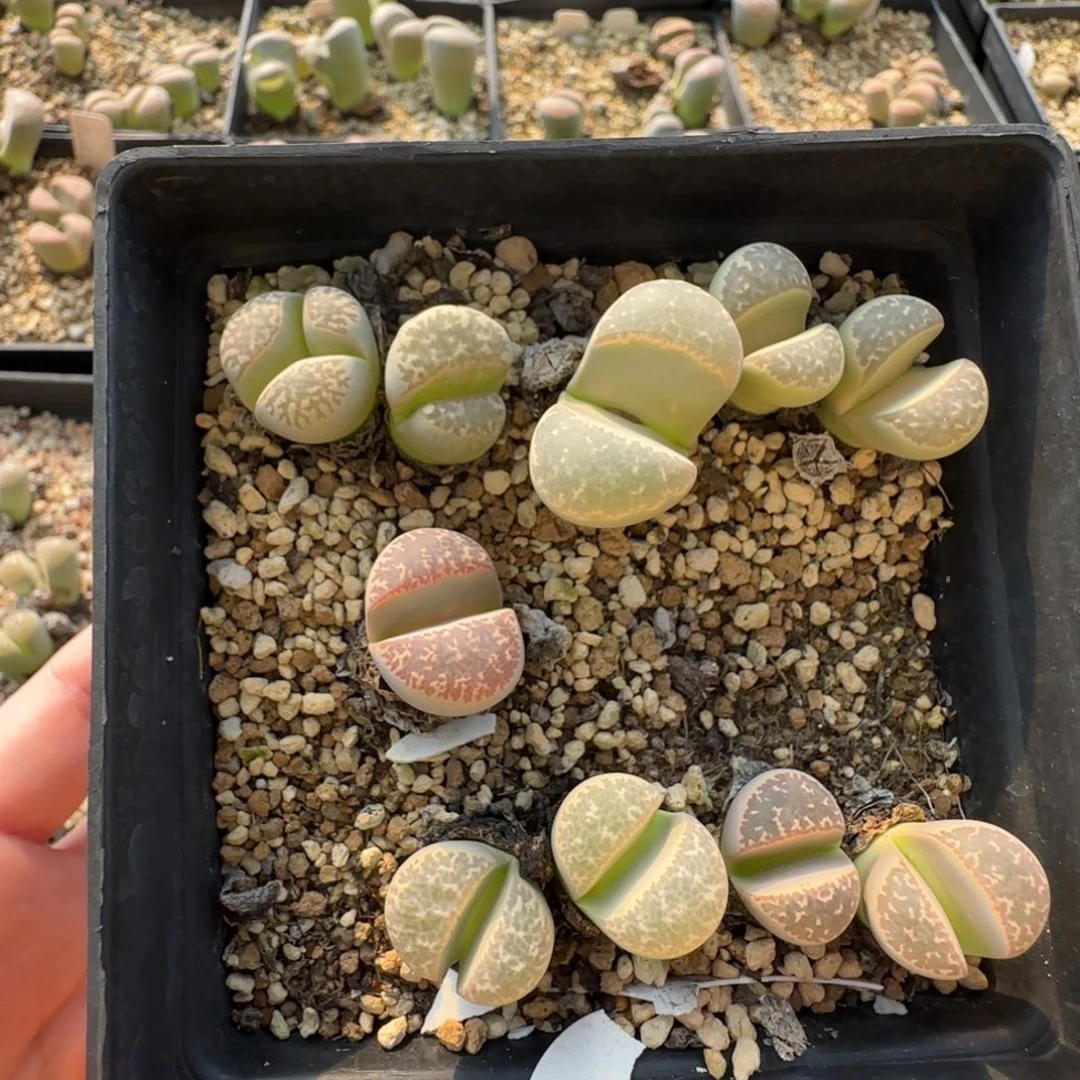 11.15。爱萌瑙林玉清盒脱土福利生石花。8050