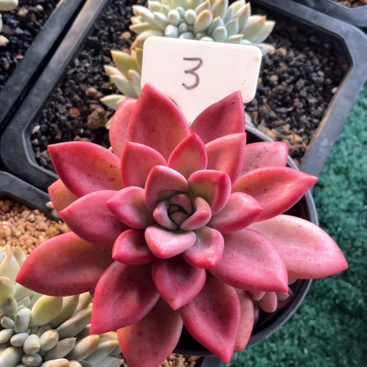 贺菲鼎托3号码牌子的话
