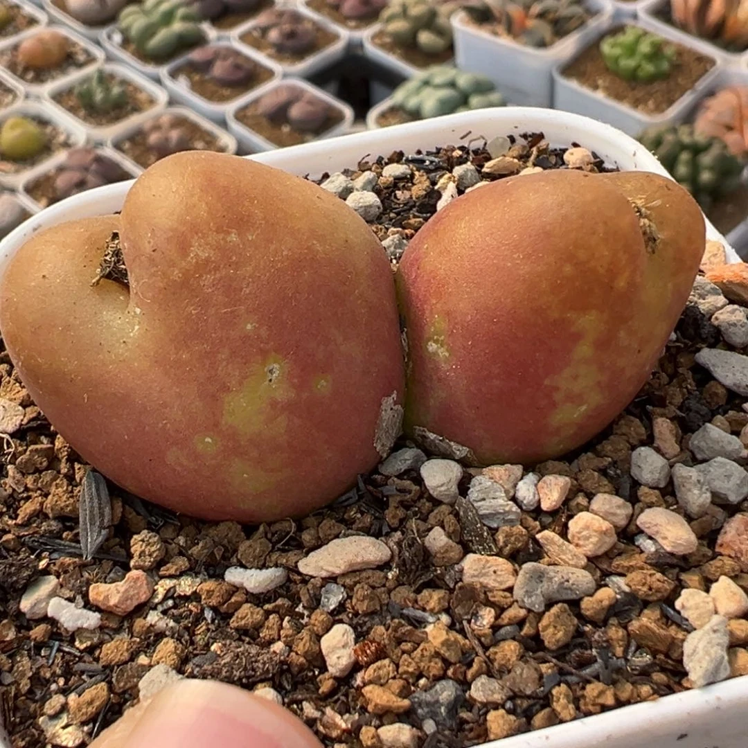 水蜜桃多肉植物盆栽栽培