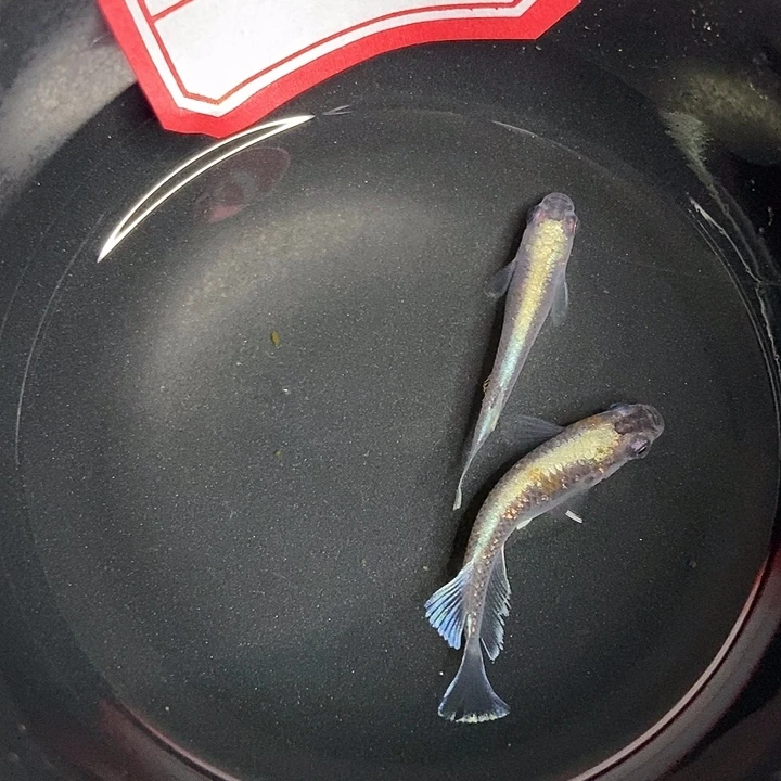 青鳉鱼墨子青鱂1号青铜