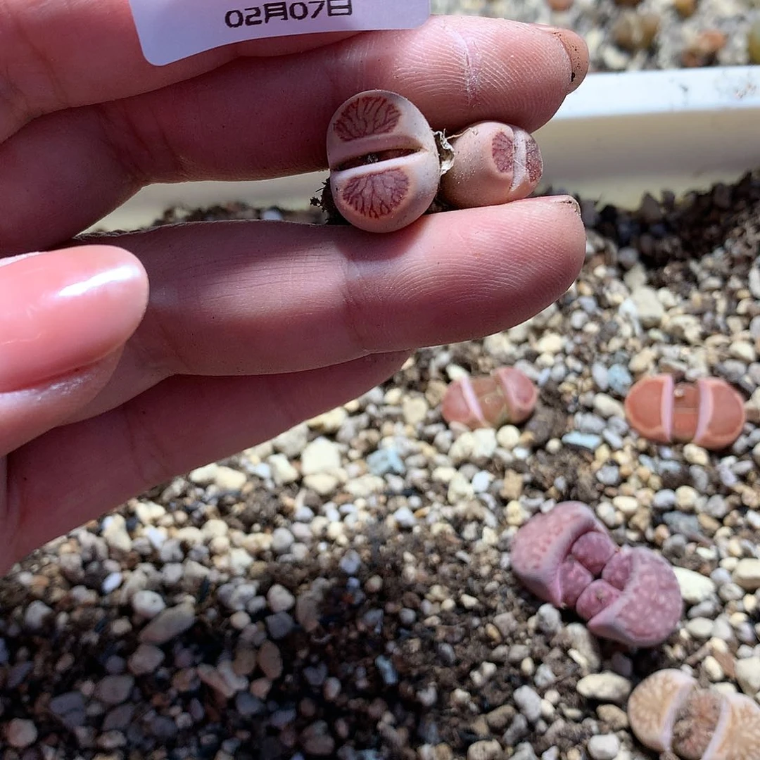 一*D89多肉植物保护