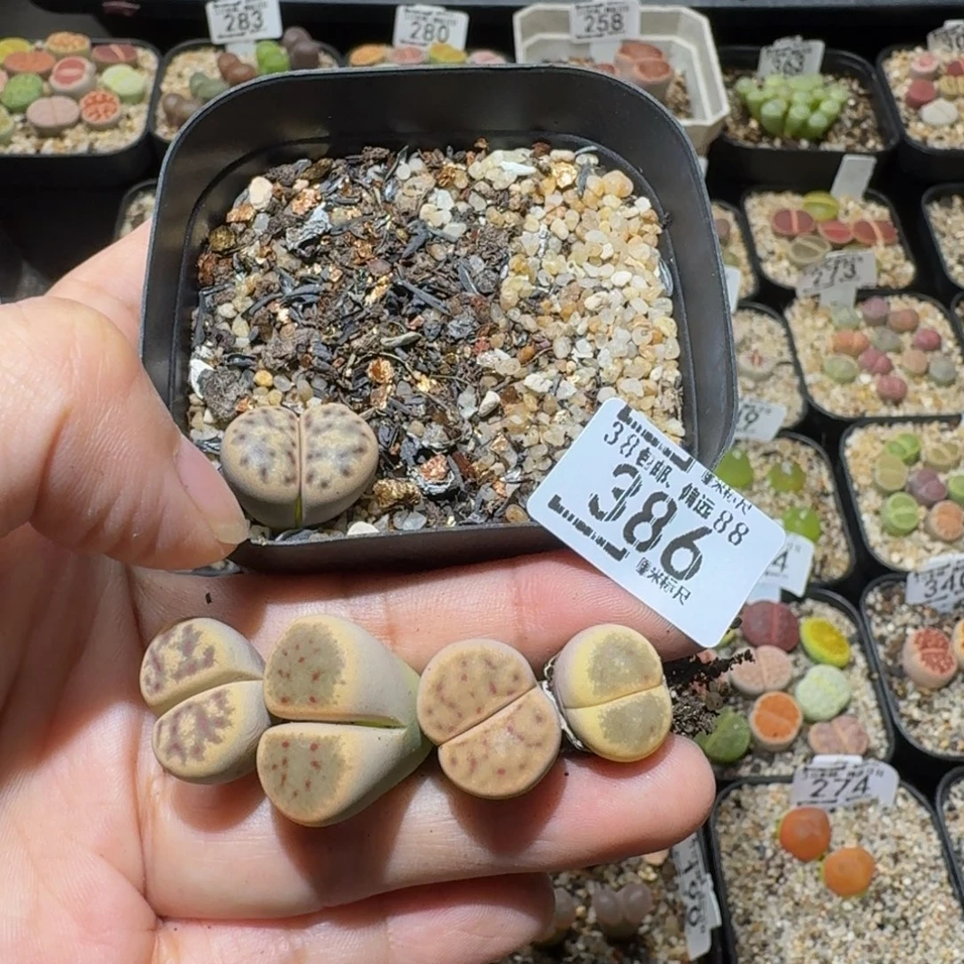 ？***Ssss精品生石花386