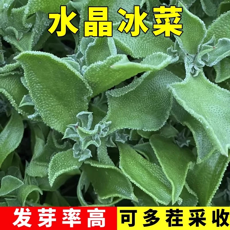 冰菜种子秋盆栽蔬菜种籽种冰草苗四季秋冬季菜种籽大全野菜种孑