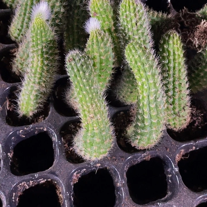 九尾狐1.5带土发货