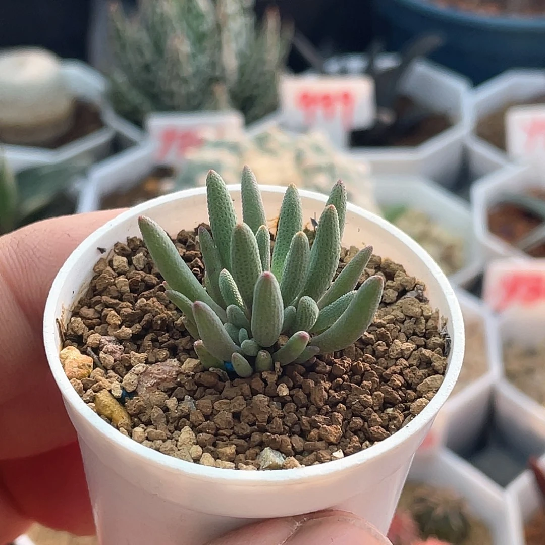 晶珊瑚 致远多肉植物