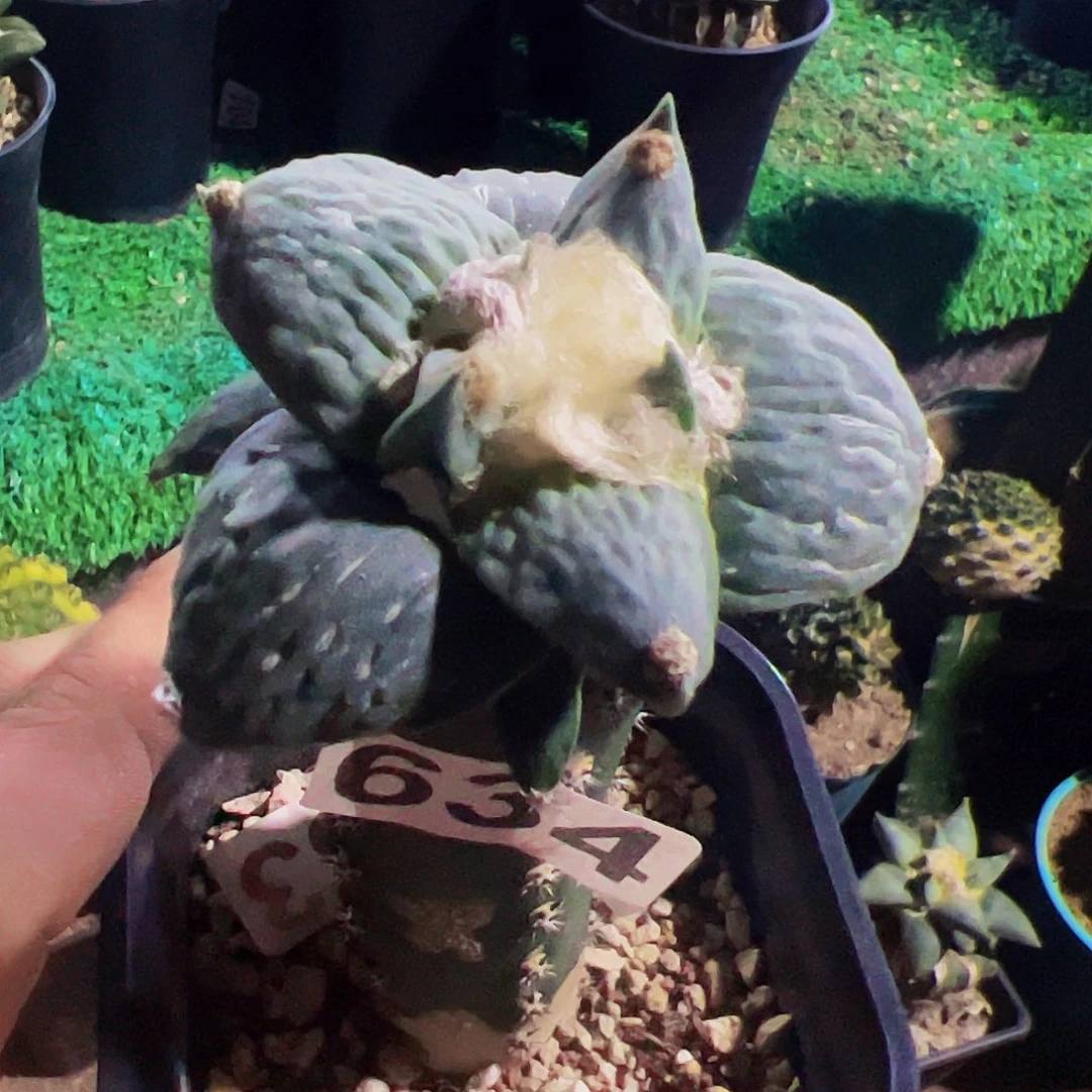 钞***利无花朵福利牛舌怒涛634