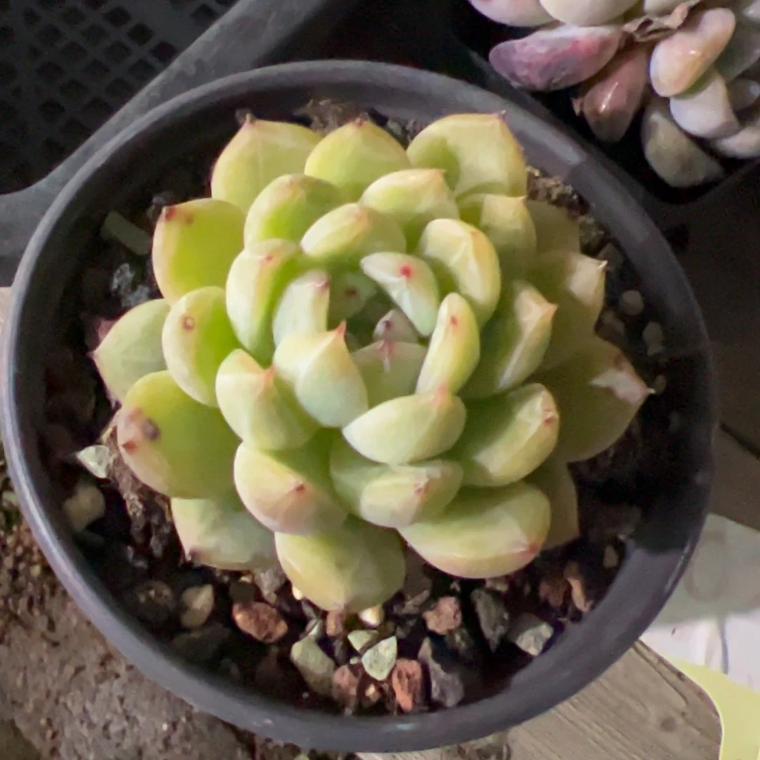 雪花珍妮多肉植物