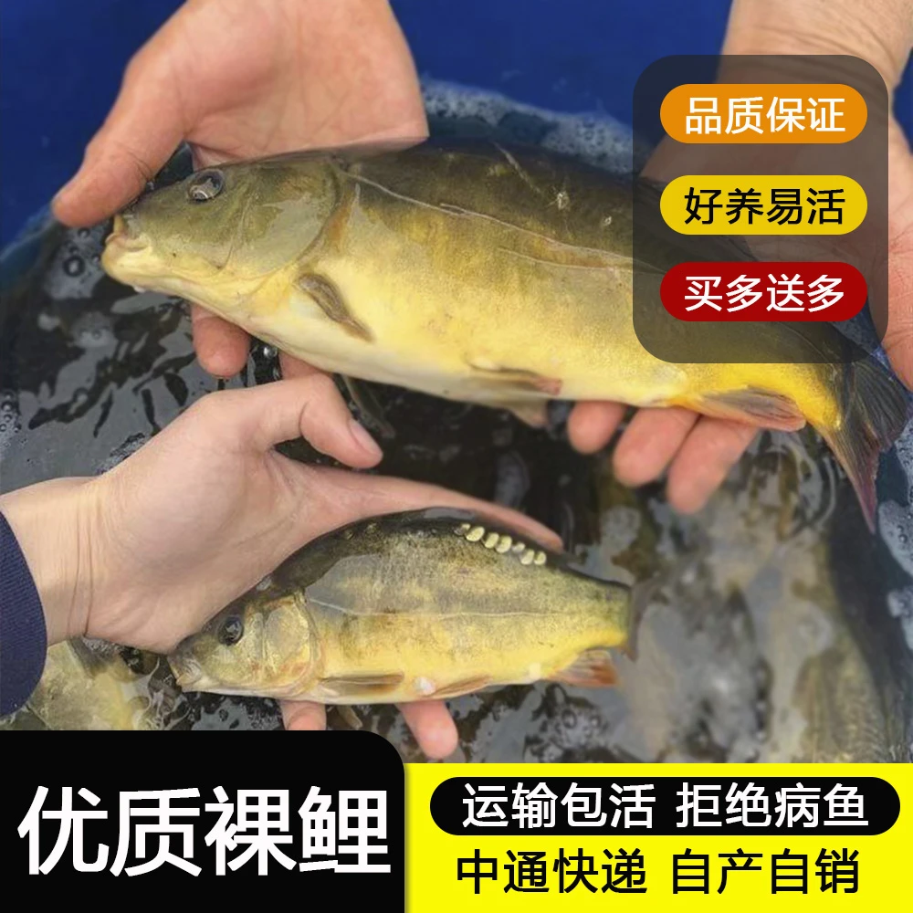 无鳞裸鲤 食用可观赏