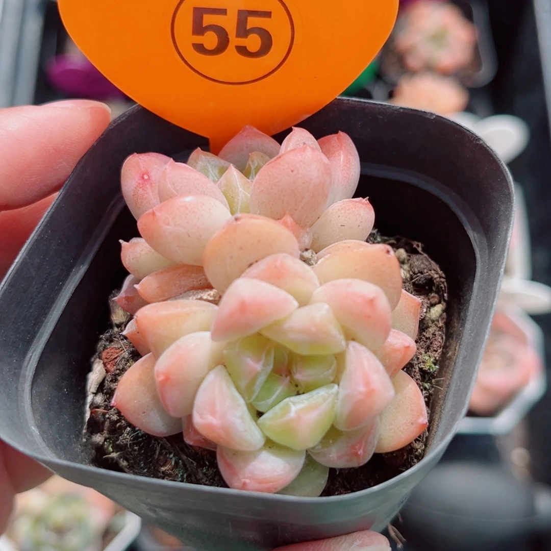 55号老桩糖心双头