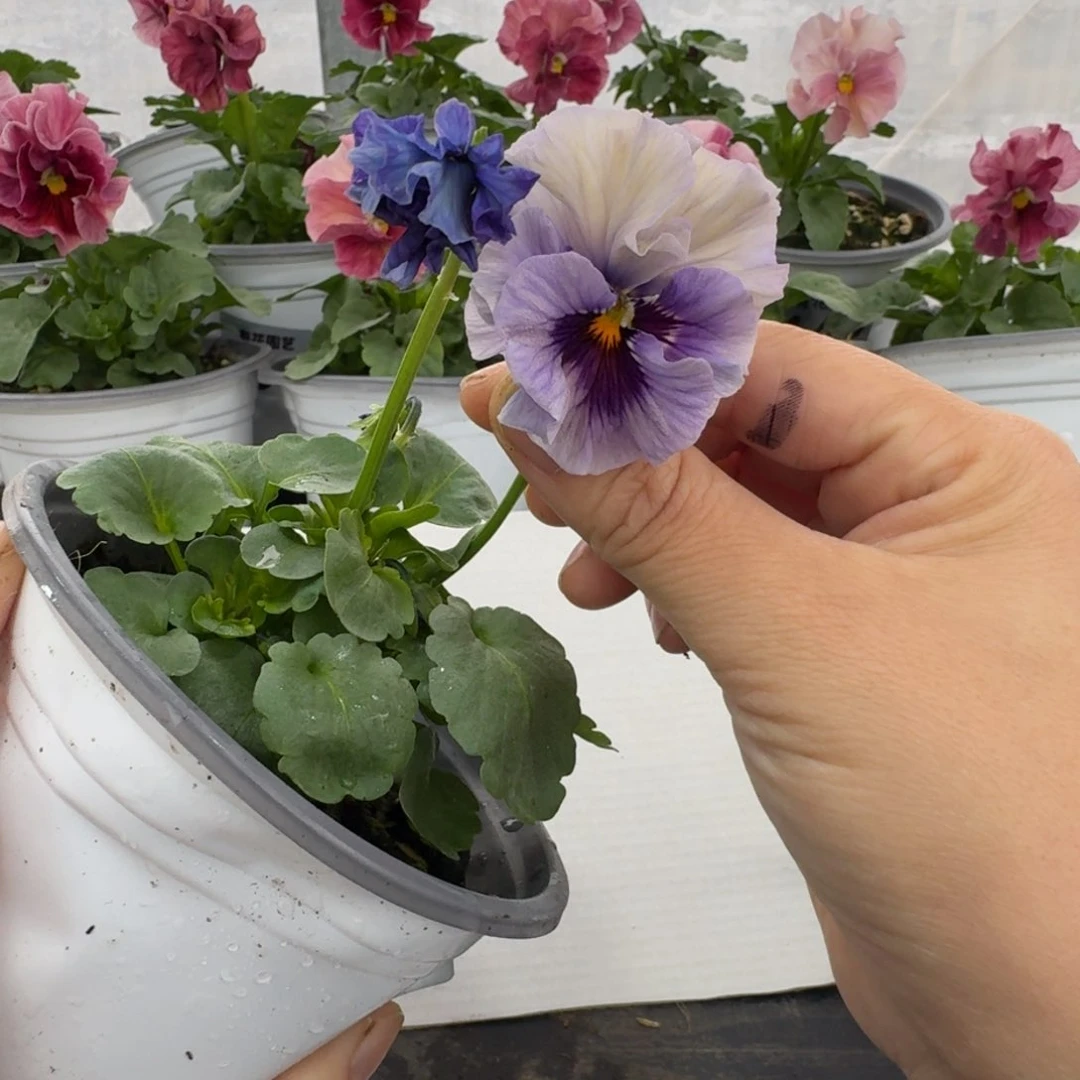 全部花朵160号角堇