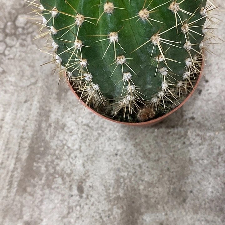 满堂红清仓瑕疵干巴毛花256788