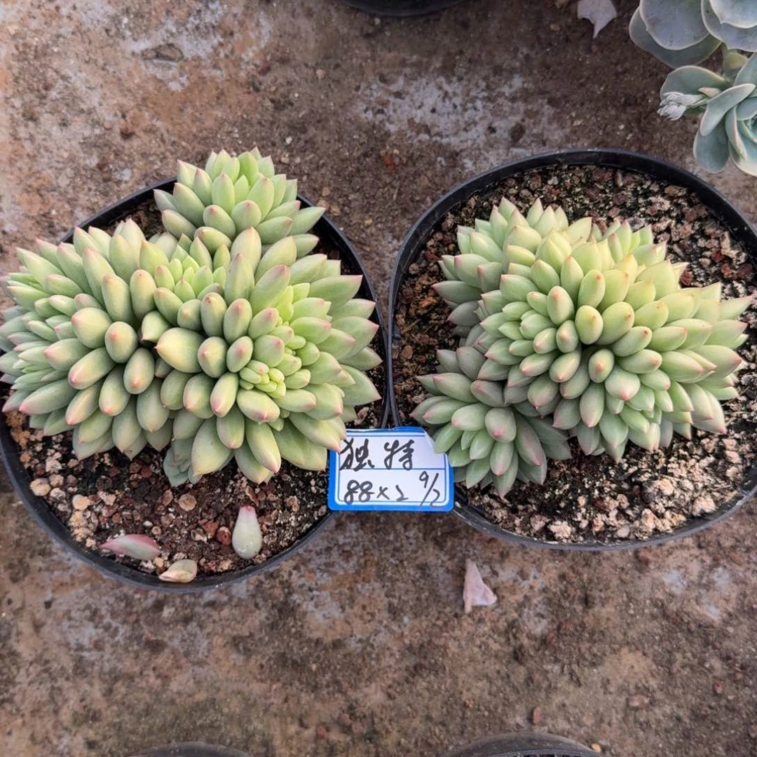 独特米其林凡艺多肉