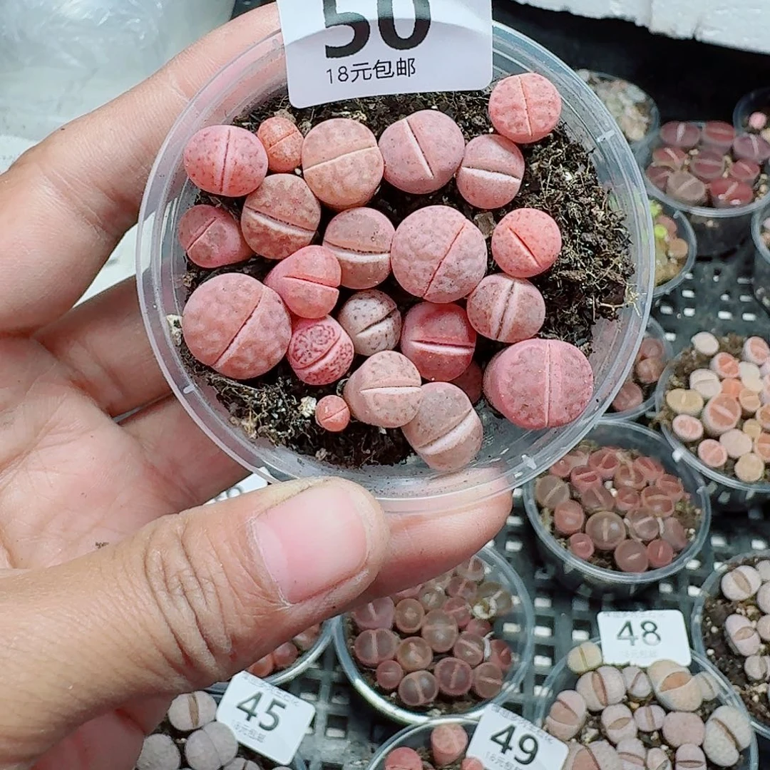 50多肉植物多肉植物你