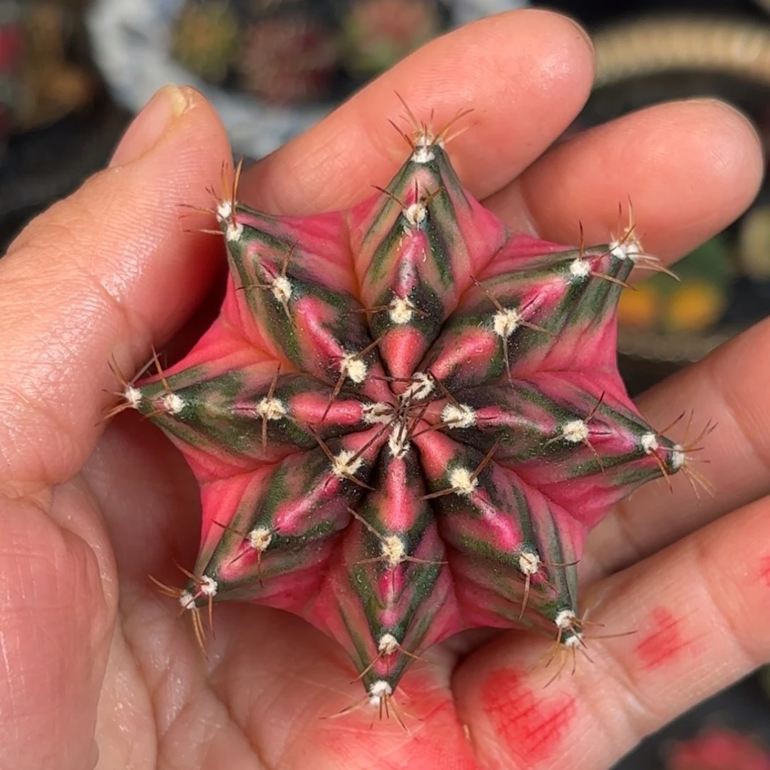 泰系米哈仙人球1500