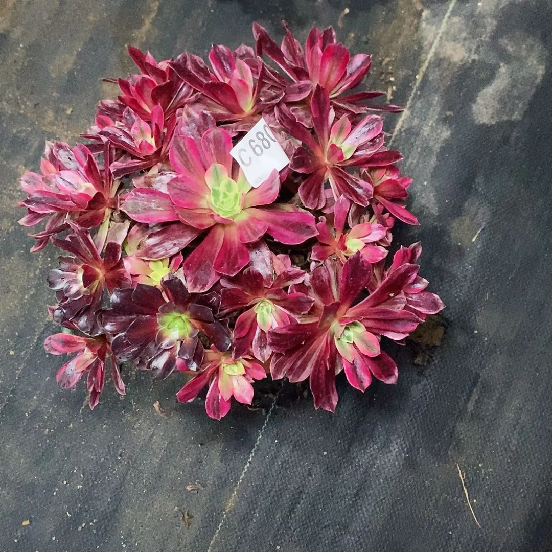 白婚纱680多肉1111