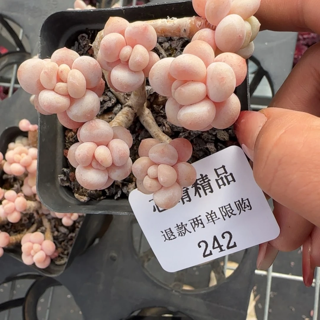 闪购精品多肉242号