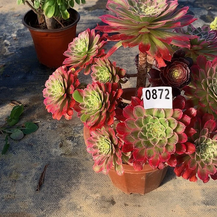 豆**爸多肉糖衣炮弹87200