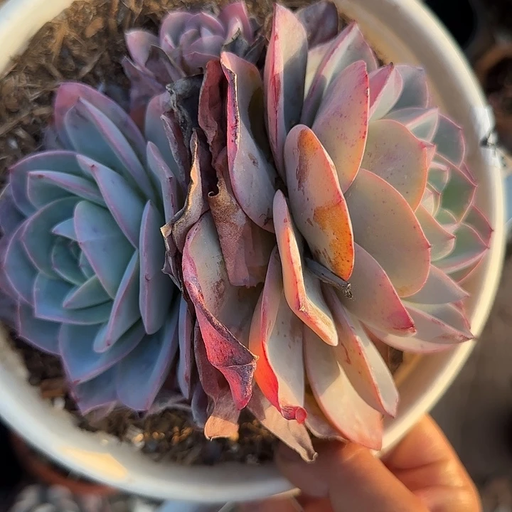 布鲁蓝136 多肉植物一物一拍