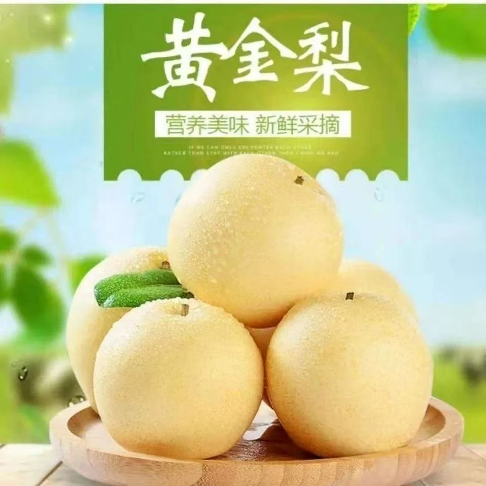 【精品礼盒装】河南南阳正宗黄金梨梨子新鲜皮薄脆甜多汁果园现摘