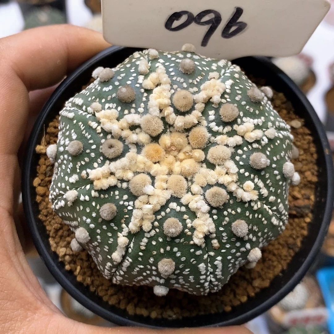 096福利特价来了来了