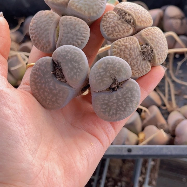 三颗富贵888888888888